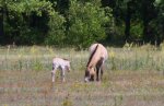 Zweites Przewalski-Stutfohlen auf Campo Pond geboren Zweites Przewalski-Stutfohlen auf Campo Pond geboren