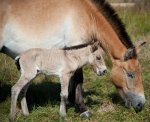 Przewalski-Stute mit Fohlen Przewalski-Stute mit Fohlen