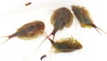 Triops Cancriformis (Kiemenfuß) Triops Cancriformis (Kiemenfuß)