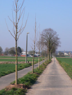 Zehn Spitzahornbäume vervollkommnen in der Büchertalstraße die Allee zwischen Mittelbuchen und Grundschule. Zehn Spitzahornbäume vervollkommnen in der Büchertalstraße die Allee zwischen Mittelbuchen und Grundschule.